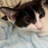 6月1日の八千代店に参加する美浜猫の会の保護猫05