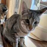 6月1日の八千代店に参加する美浜猫の会の保護猫06