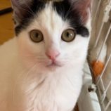 6月1日の八千代店に参加する美浜猫の会の保護猫07