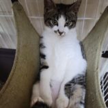 6月1日の八千代店に参加する美浜猫の会の保護猫08