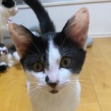 6月1日の八千代店に参加する美浜猫の会の保護猫09