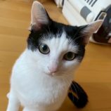 6月1日の八千代店に参加する美浜猫の会の保護猫10