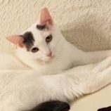 6月1日の八千代店に参加する美浜猫の会の保護猫11