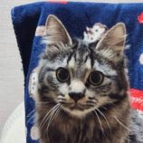 5月25日の吉岡店に参加する猫のへやの保護猫01