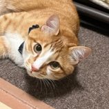 5月25日の吉岡店に参加する猫のへやの保護猫02