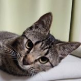 5月25日の吉岡店に参加する猫のへやの保護猫04