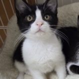 5月25日の吉岡店に参加する猫のへやの保護猫05