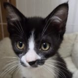 5月25日の吉岡店に参加する猫のへやの保護猫06