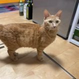 5月25日の吉岡店に参加する猫のへやの保護猫08