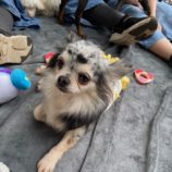 6月1日の瑞穂店に参加するDogfamの保護犬01