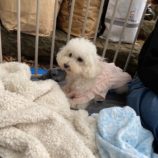 6月1日の瑞穂店に参加するDogfamの保護犬02