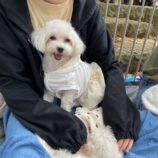 6月1日の瑞穂店に参加するDogfamの保護犬03