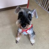 6月1日の瑞穂店に参加するDogfamの保護犬05