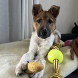 5月25日の新田店に参加する命こそ宝の保護犬07