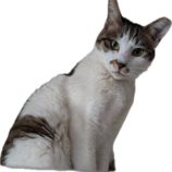 6月15日の千代田店に参加するアニマルフレンドの保護猫01