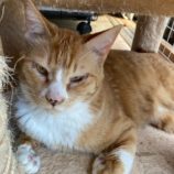 6月15日の千代田店に参加するアニマルフレンドの保護猫03