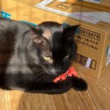 6月15日の千代田店に参加するアニマルフレンドの保護猫04