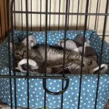 6月15日の千代田店に参加するアニマルフレンドの保護猫05