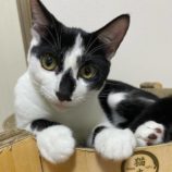 6月15日の千代田店に参加する動物保護団体 SONA DORASの保護猫01