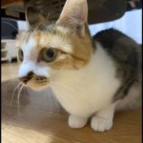 6月15日の千代田店に参加する動物保護団体 SONA DORASの保護猫03