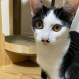 6月15日の千代田店に参加する動物保護団体 SONA DORASの保護猫04