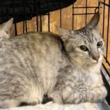 6月8日のひたちなか店に参加するネコスぺ事務局の保護猫02