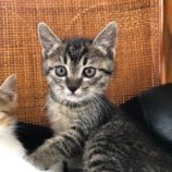 6月8日のひたちなか店に参加するネコスぺ事務局の保護猫03