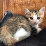 6月8日のひたちなか店に参加するネコスぺ事務局の保護猫04