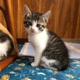 6月8日のひたちなか店に参加するネコスぺ事務局の保護猫05