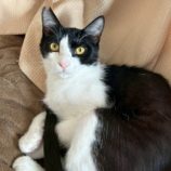 6月8日のひたちなか店に参加するネコスぺ事務局の保護猫06