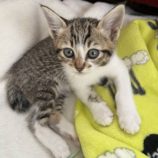 6月8日のひたちなか店に参加するネコスぺ事務局の保護猫07