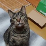 6月8日のひたちなか店に参加するネコスぺ事務局の保護猫08