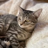 6月8日のひたちなか店に参加するネコスぺ事務局の保護猫09