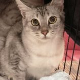 6月8日のひたちなか店に参加するネコスぺ事務局の保護猫10