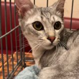 6月8日のひたちなか店に参加するネコスぺ事務局の保護猫11