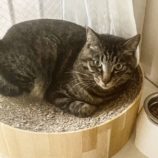 6月8日のひたちなか店に参加するネコスぺ事務局の保護猫12