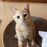 6月8日のひたちなか店に参加するネコスぺ事務局の保護猫13