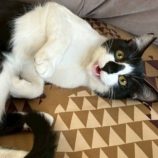 6月8日のひたちなか店に参加するネコスぺ事務局の保護猫14