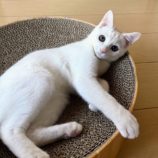 6月8日のひたちなか店に参加するネコスぺ事務局の保護猫15