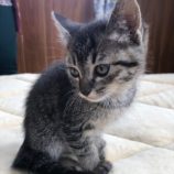 6月8日のひたちなか店に参加するネコスぺ事務局の保護猫17