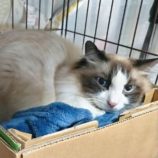 6月8日のひたちなか店に参加するネコスぺ事務局の保護猫18