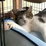 6月8日のひたちなか店に参加するネコスぺ事務局の保護猫19