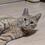 6月8日のひたちなか店に参加するネコスぺ事務局の保護猫20