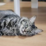 6月8日のひたちなか店に参加するネコスぺ事務局の保護猫22