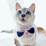 6月8日のひたちなか店に参加するネコスぺ事務局の保護猫23