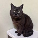 6月8日のひたちなか店に参加するネコスぺ事務局の保護猫24