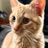 6月8日のひたちなか店に参加するネコスぺ事務局の保護猫25