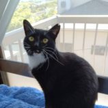 6月15日のひたちなか店に参加するホーリーキャットの保護猫01