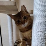 6月15日のひたちなか店に参加するホーリーキャットの保護猫02