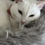 6月15日のひたちなか店に参加するホーリーキャットの保護猫03